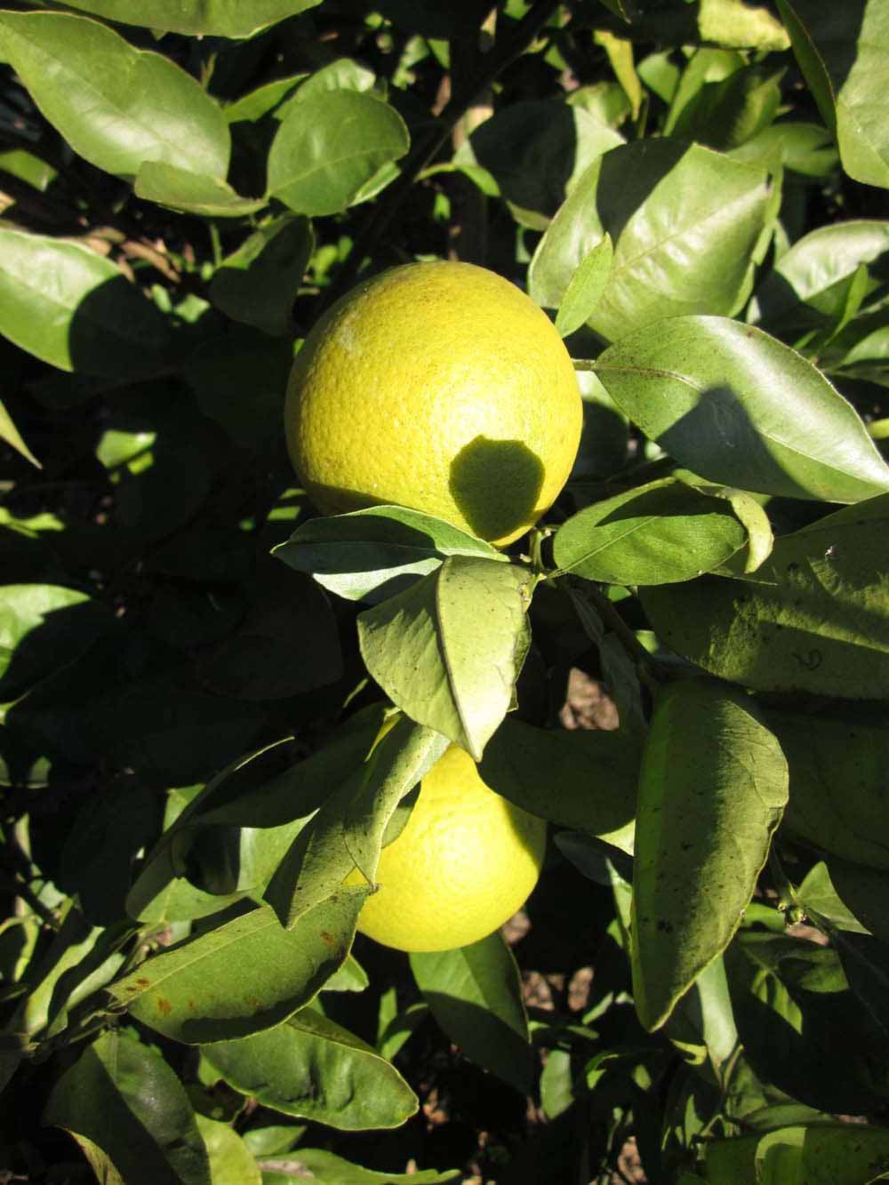              Fruit (Winter Haven, FL)       